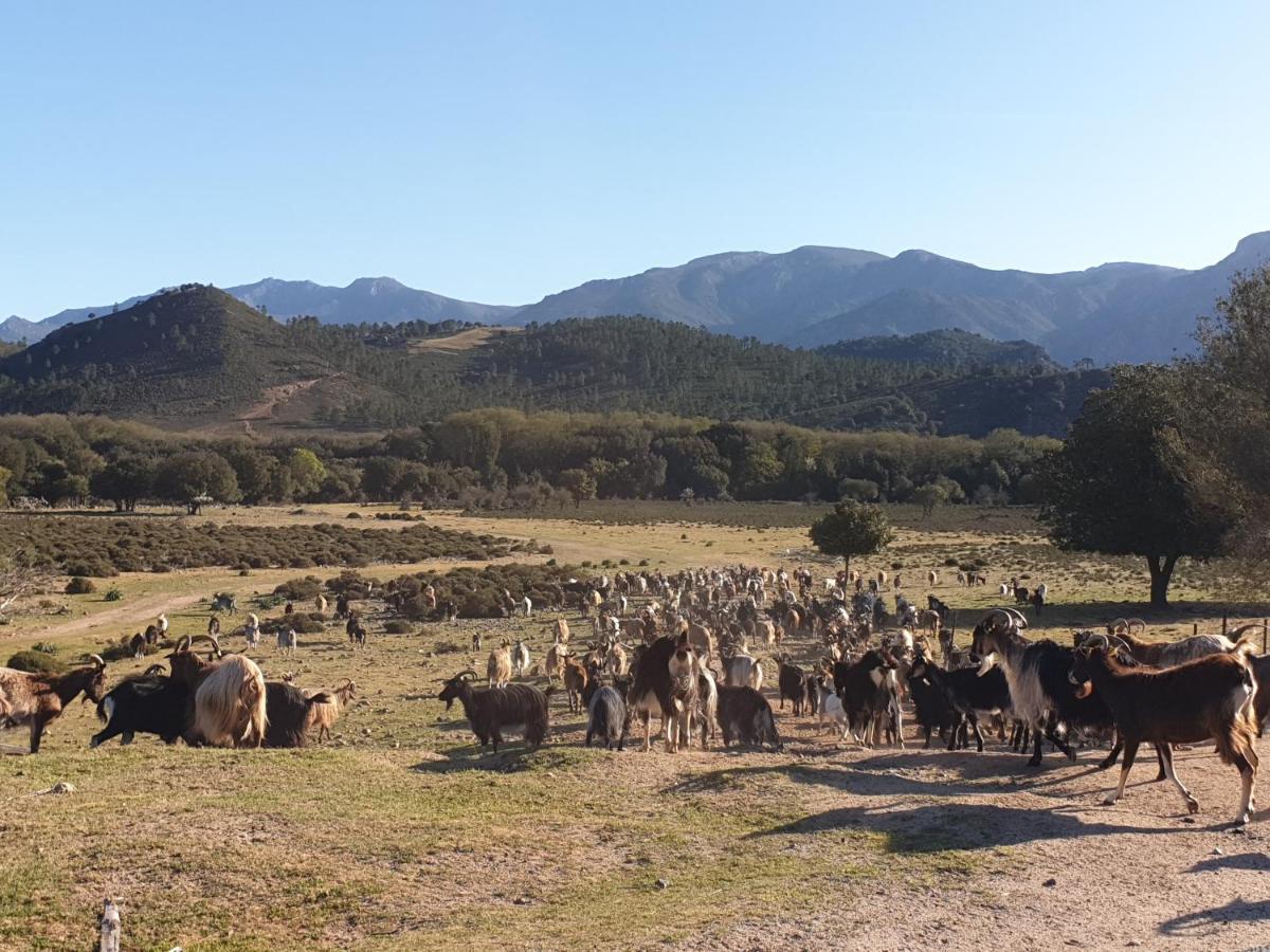 Domaine U Filanciu - Casa Chiara - Centru Di Corsica Βίλα Moltifao Εξωτερικό φωτογραφία