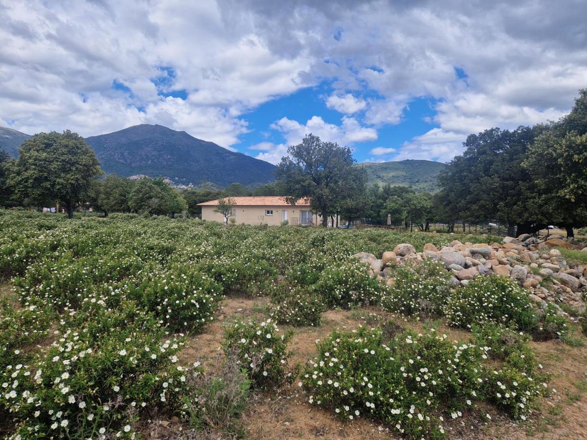 Domaine U Filanciu - Casa Chiara - Centru Di Corsica Βίλα Moltifao Εξωτερικό φωτογραφία